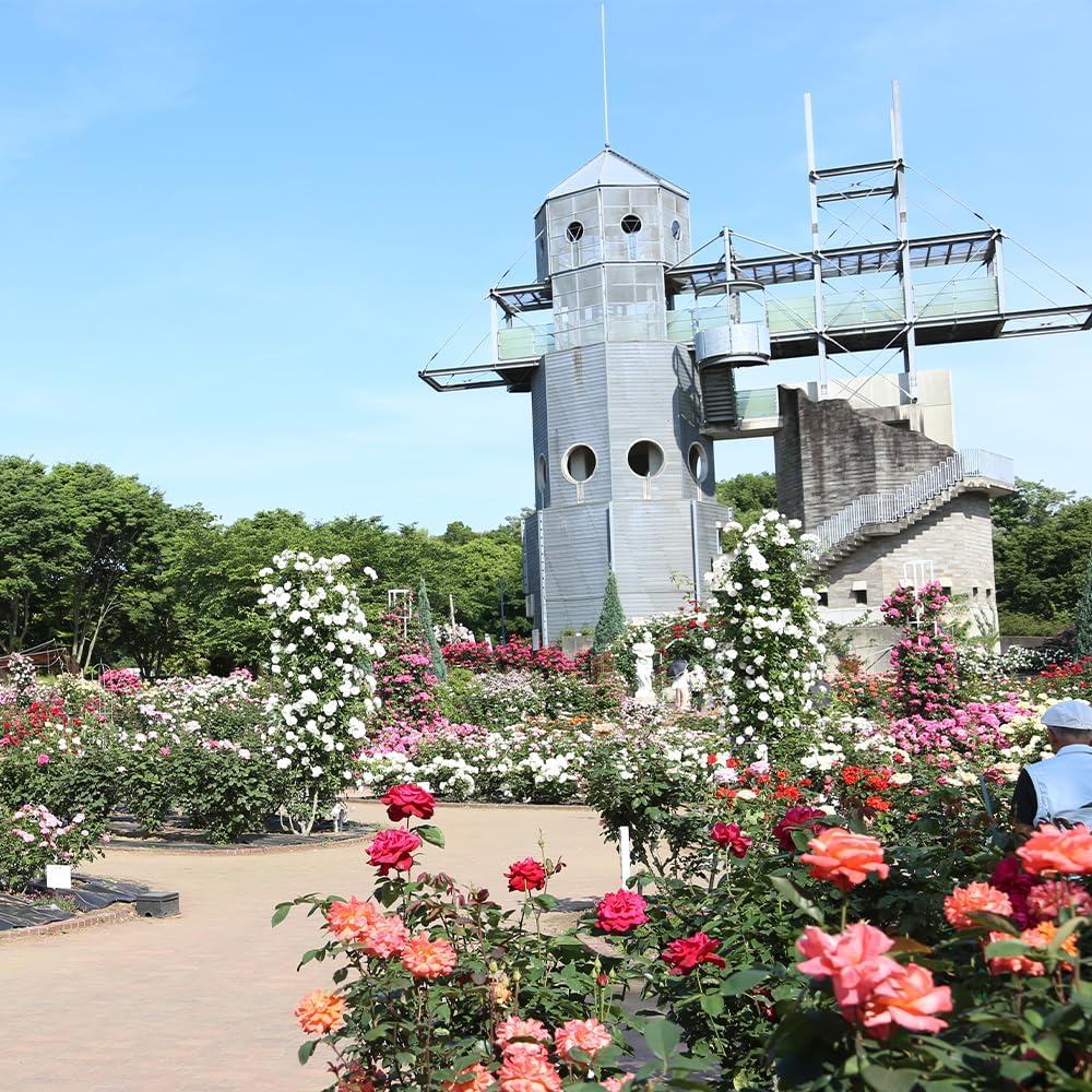 熊本県合志市 令和8年熊本地震 災害支援寄附（返礼品なし）